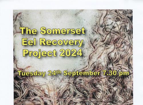 The Somerset Eel Recovery Project 2024