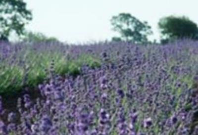 Somerset Lavender - Radstock